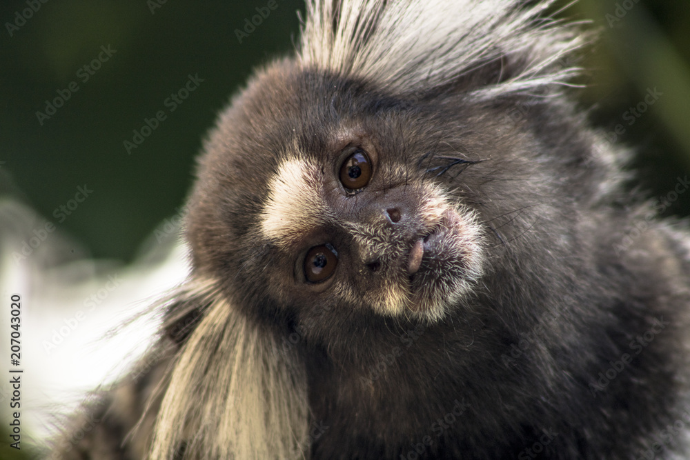 Small monkey popularly known as White-Tailed Sagittarius, Callithrix jacchus, in an area of Atlantic Forest in the neighborhood of Intrerlagos, south of Sao Paulo Small monkey popularly known as White-Tailed Sagittarius, Callithrix jacchus, in an area of Atlantic Forest in the neighborhood of Intrerlagos, south of Sao Paulo