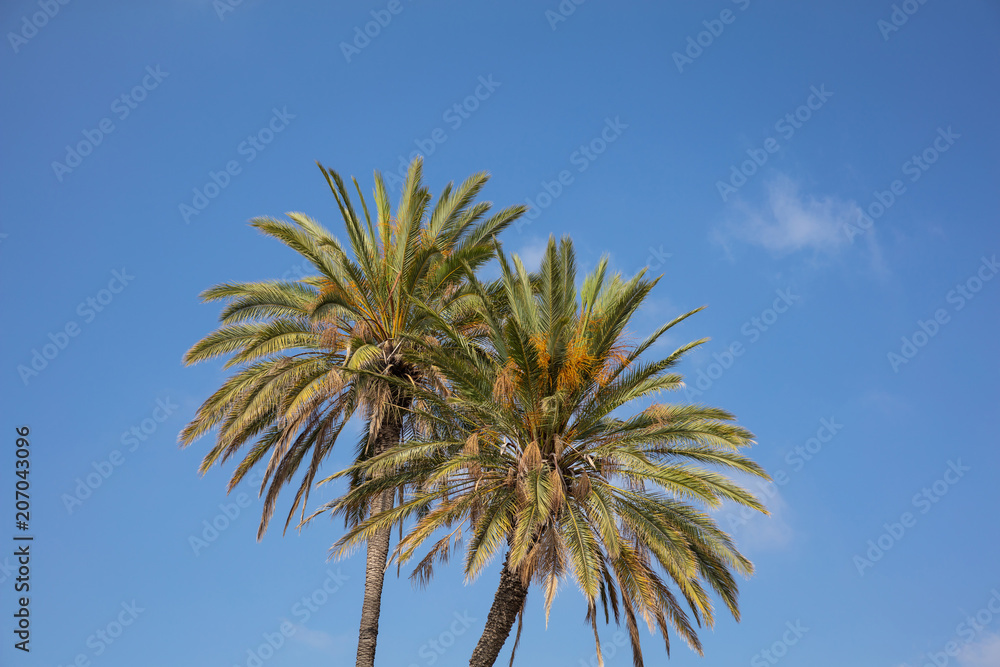 Two palm trees under Cyprus blue sky with few clouds. Two palm trees under Cyprus blue sky with few clouds.