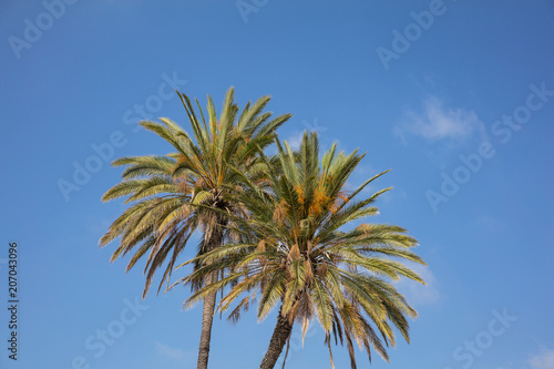 Two palm trees under Cyprus blue sky with few clouds.