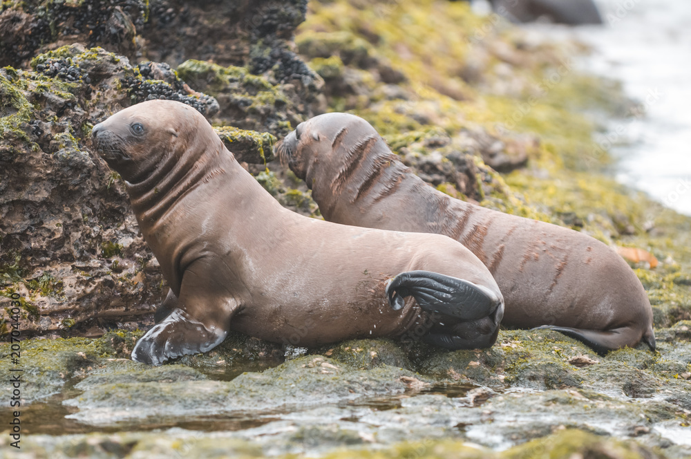 Fototapeta premium Szczenię lwa morskiego, Patagonia Argentina