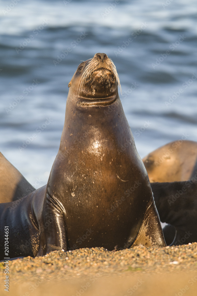 Fototapeta premium Matka lew morska, Patagonia