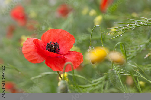 wild poppies - remembrance day, Anzac day