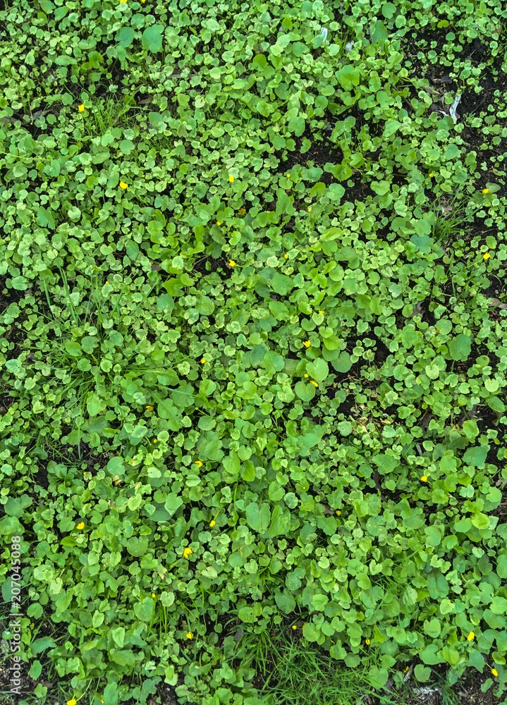 Green leaf of grass background and texture. Top view of Artificial Grass Green leaf of grass background and texture. Top view of Artificial Grass