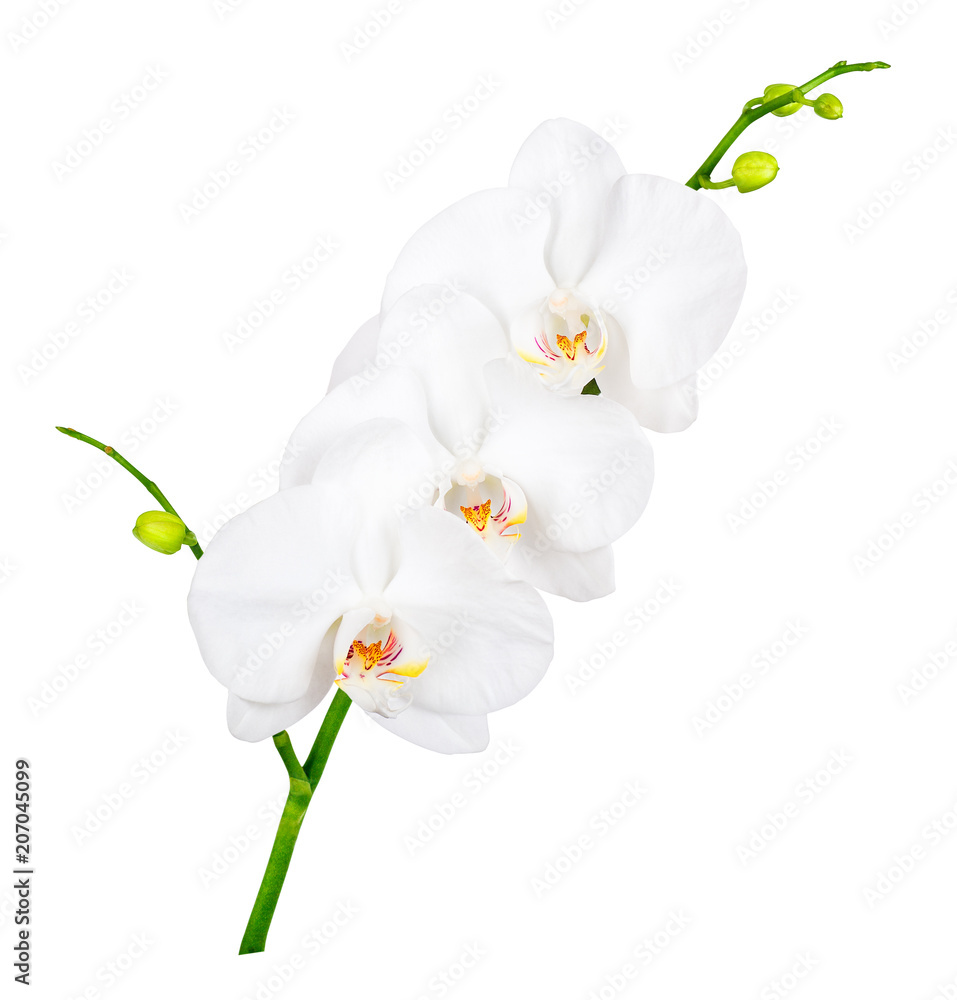 Obraz premium orchid isolated on white