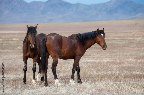 A Pair of Wild Horse Stallions in the Desert
