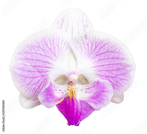 flower of purple orchid isolated on white