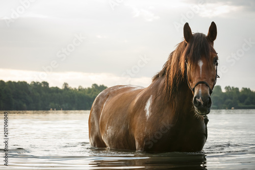 Pferd im See