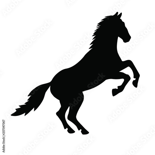 Silhouette of horse standing on its hind