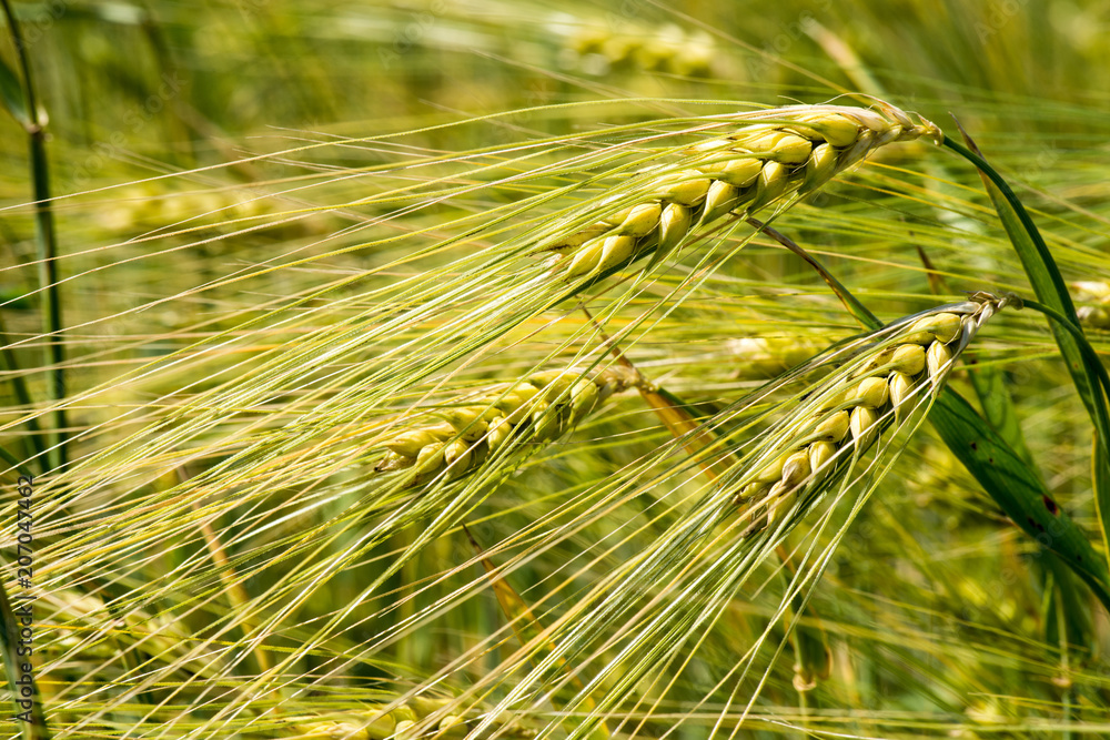 Close up of fresh morning green wheat in spring Close up of fresh morning green wheat in spring