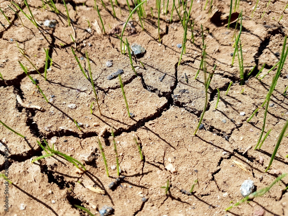 New lawn on dried cracked soil New lawn on dried cracked soil