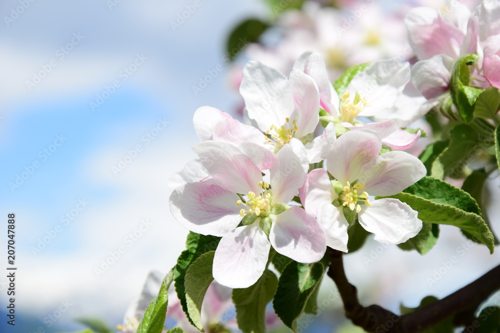 Fototapeta premium Apfelblüte, Blütezeit in Südtirol