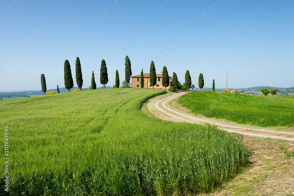 Farm villa with cypress trees and barley wheat field