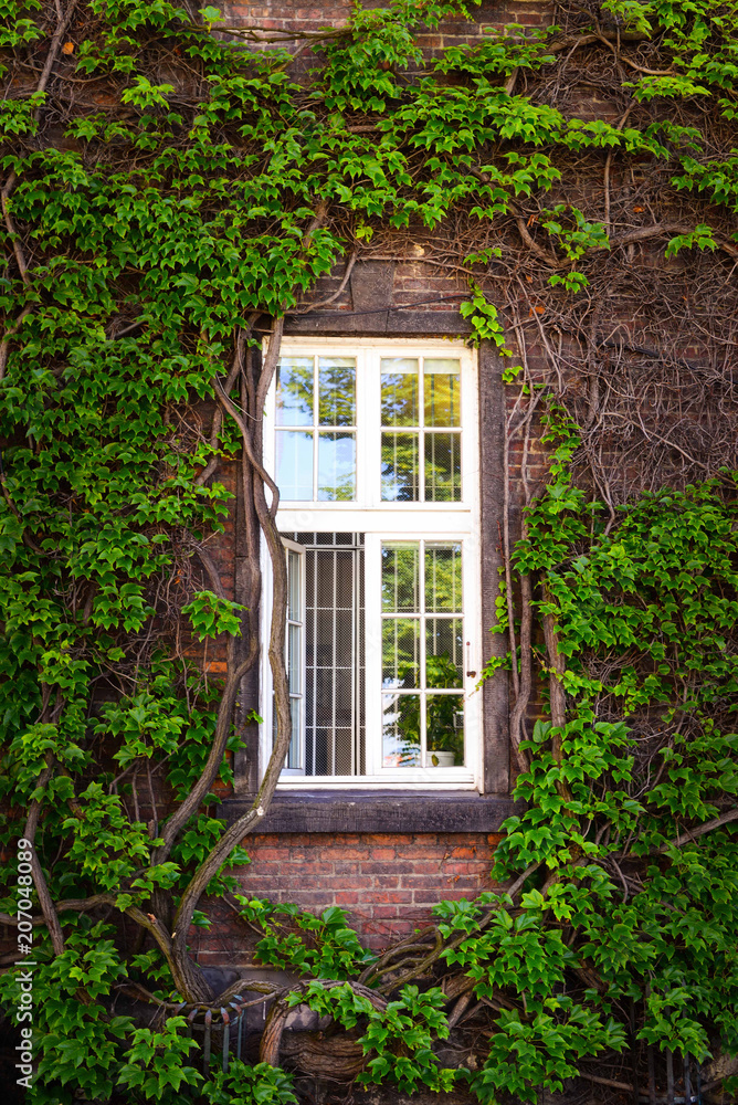 Window of a house overgrown with ivy