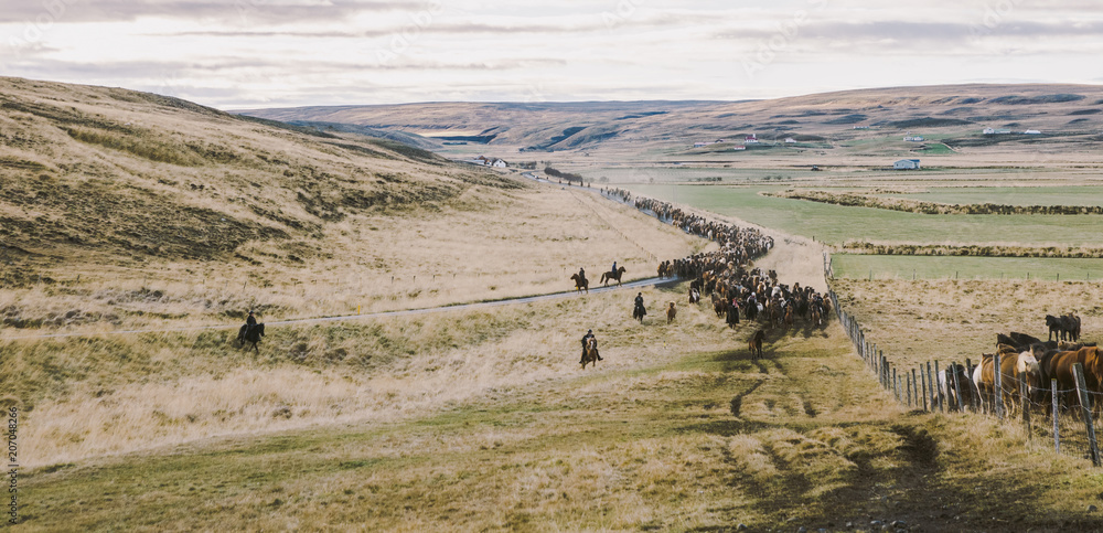 Authentic wild Icelandic horses in nature riding.