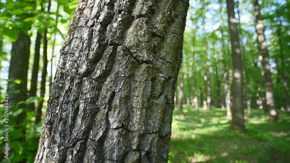 Bark of a tree close-up. Nature background Bark of a tree close-up. Nature background