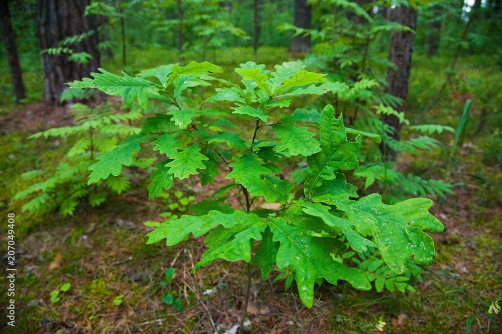 Small oak tree in the forest Small oak tree in the forest
