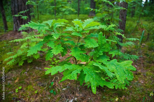 Small oak tree in the forest