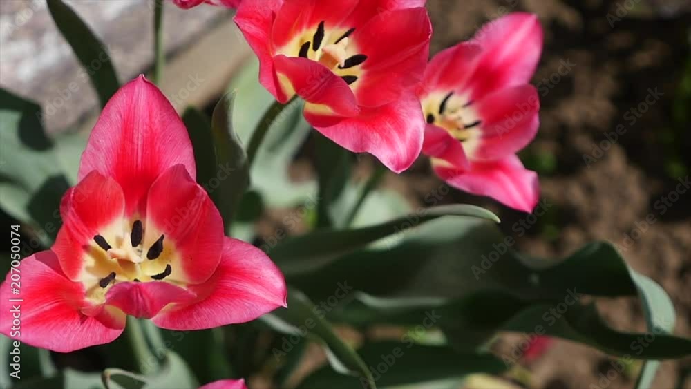 pink tulips close up. cute pink tulips. spring pink flowers pink tulips close up. cute pink tulips. spring pink flowers