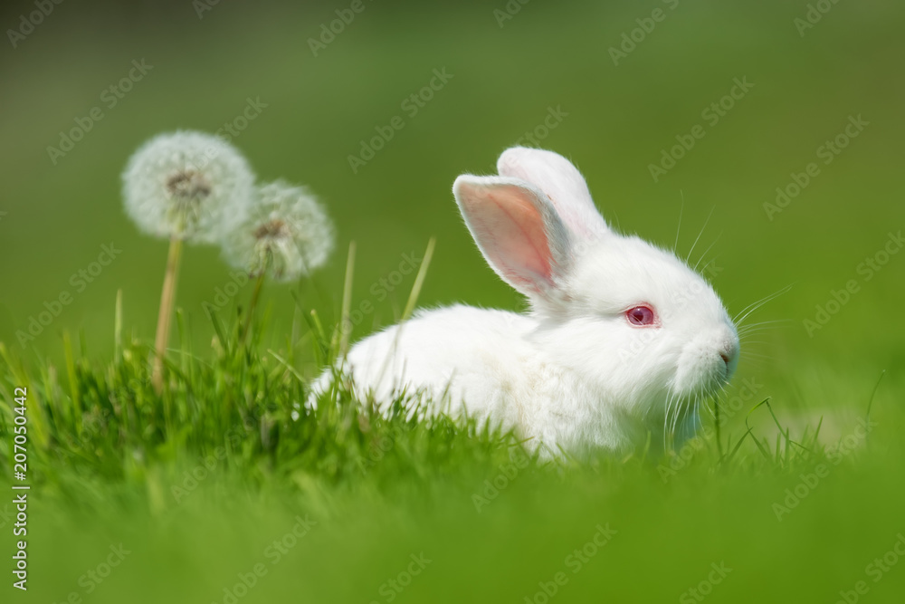 Fototapeta premium Baby white rabbit in grass