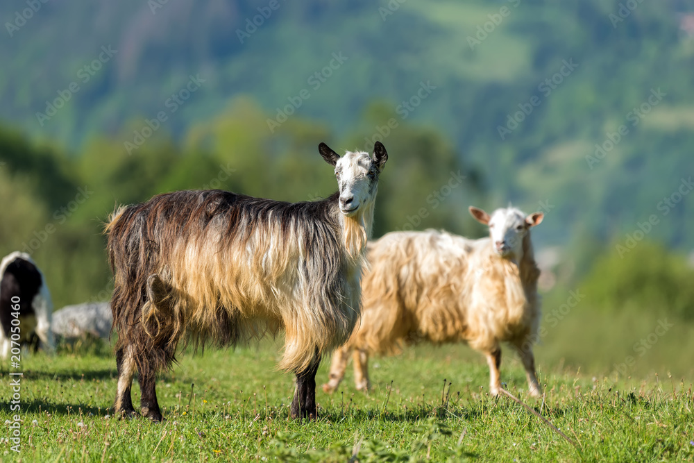 Obraz premium Goat on the green summer meadow