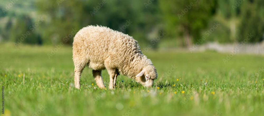 Naklejka premium Sheep in a meadow in the mountains