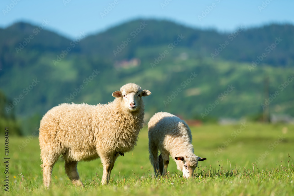 Obraz premium Owce na łące w górach