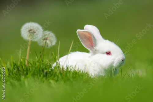 Baby white rabbit in grass