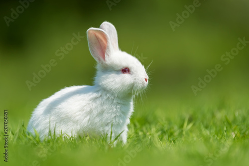 Baby white rabbit in grass