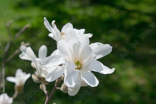 Fototapeta Naklejka Na Ścianę i Meble -  Blooming white Magnolia in the park
