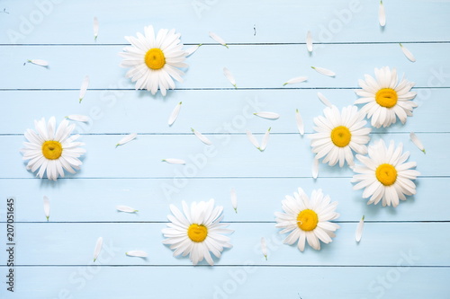 Fototapeta Naklejka Na Ścianę i Meble -  Flowers composition. Frame made of flowers white chamomile on a light blue wooden rustic background.  Flat lay, top view, copy space 