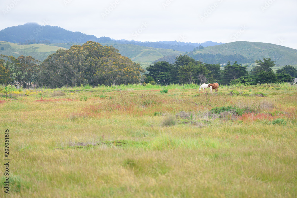 Horses grazing on green grass on private ranch Horses grazing on green grass on private ranch