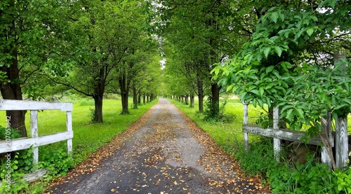 Road to Nowhere/Road to Somewhere; Lush Green Entrance Way with Country White Gate Leading Down a Long, Leaf Filled Path photo