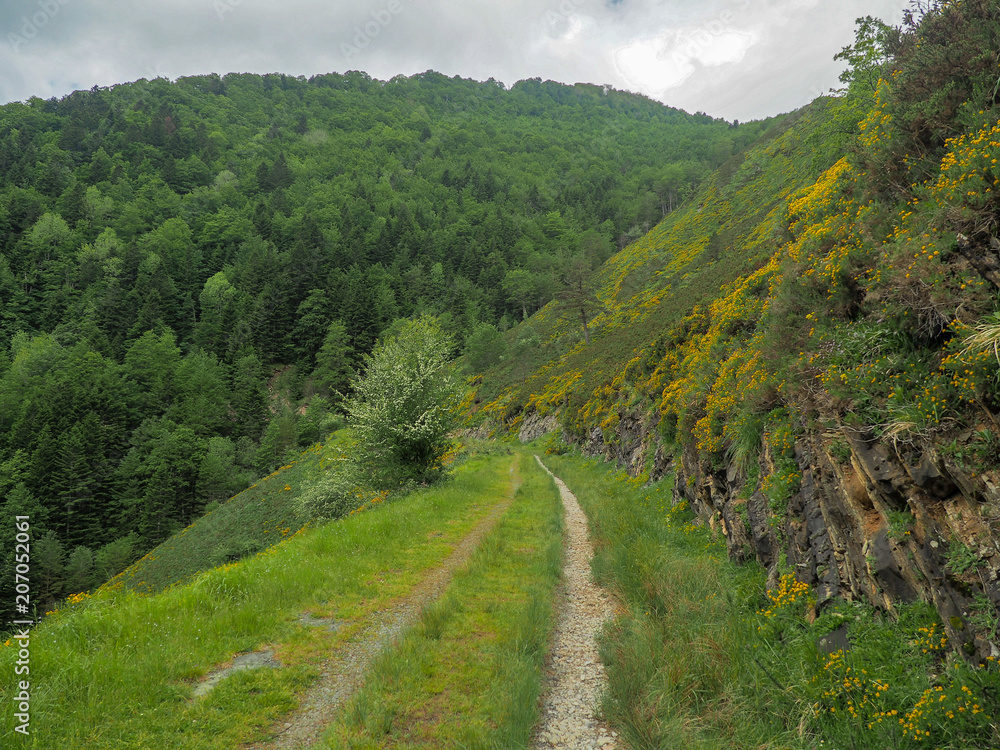 Route through the forest Route through the forest