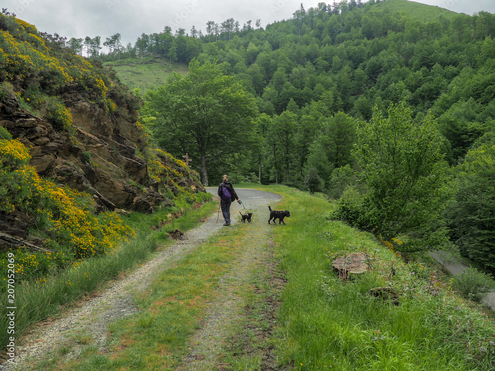 Hiking with dogs on a route through the forest