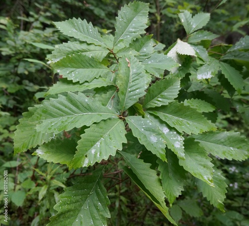 Chestnut Oak