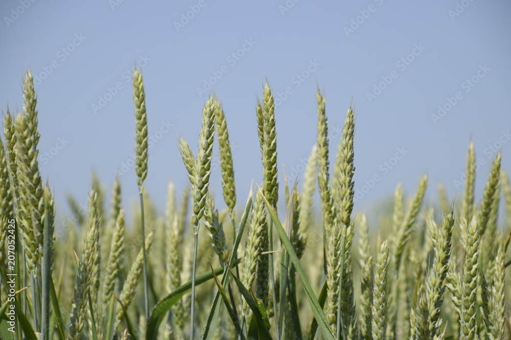 Spikelets of green wheat. Ripening wheat in the field. Spikelets of green wheat. Ripening wheat in the field.