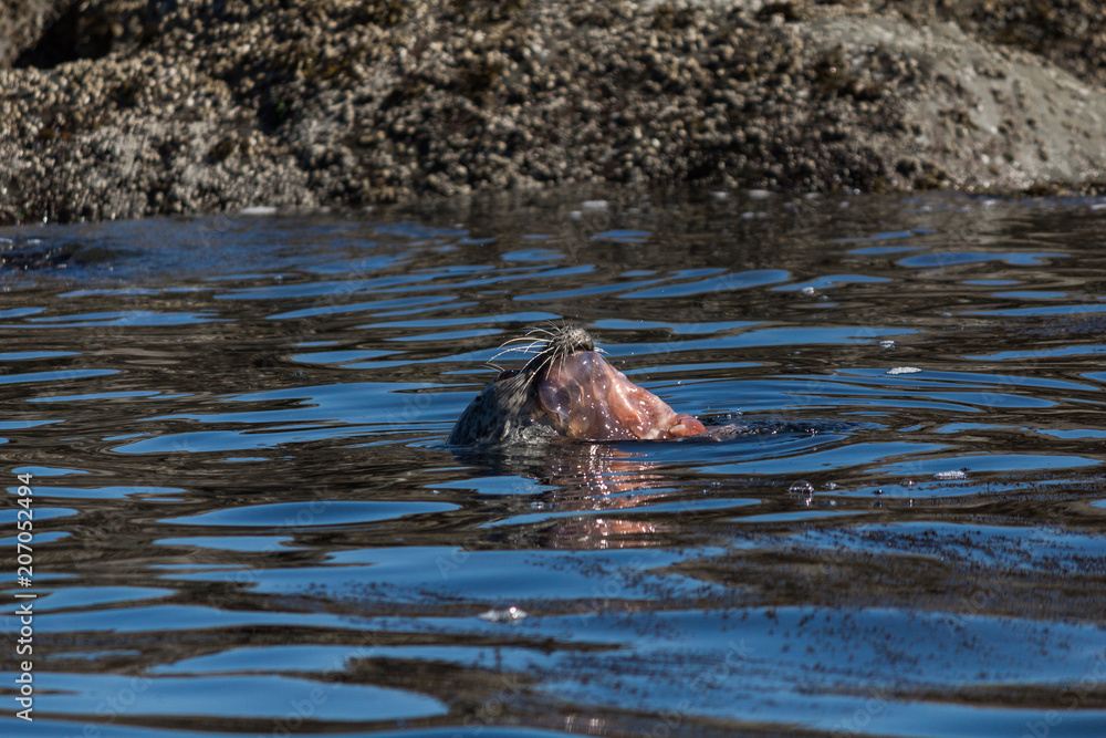 Fototapeta premium Seal with jellyfish