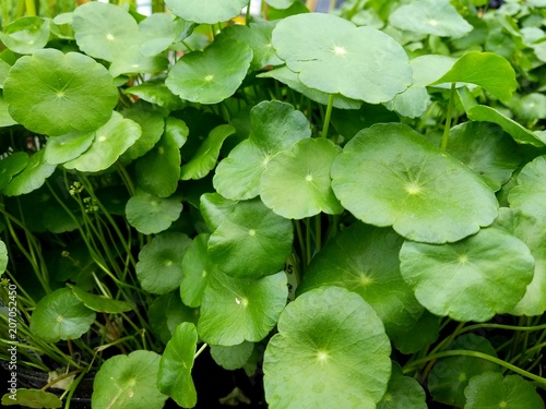 Close Up of Delicate Green Pond Plants, Suitable for Backgrounds, Environmental and Soothing Elements, Green Thumbs Last Call