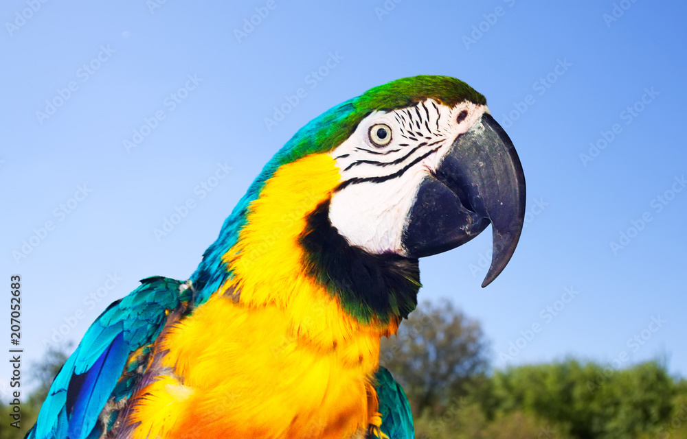 Fototapeta premium Head of Macaw at nature