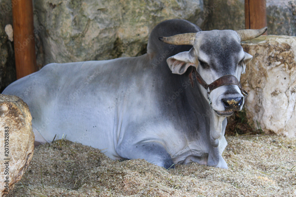 brahma bull