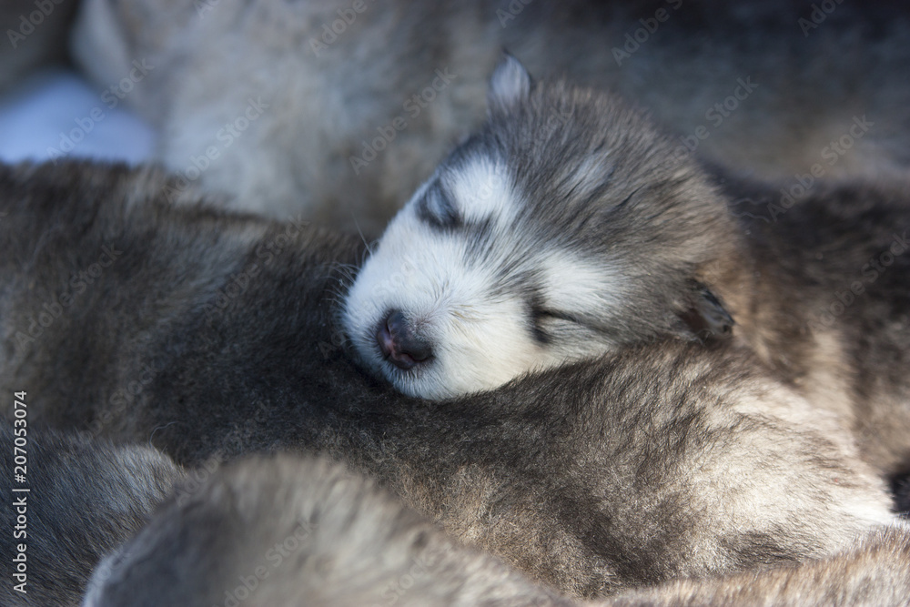 Сонный маленький щенок аляскинского маламута крупным планом