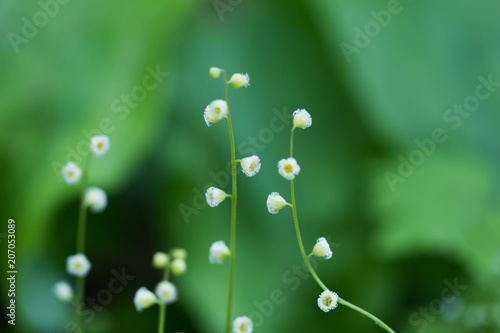 Canvas Print Bishop's Cap white wildflower close-up