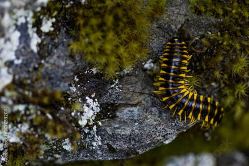 Brown and yellow millipede close-up