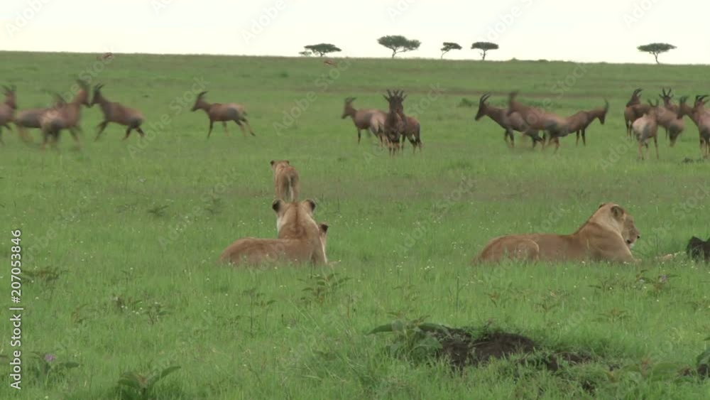 A young lion cub easily scares many antelopes by walking towards them. A young lion cub easily scares many antelopes by walking towards them.