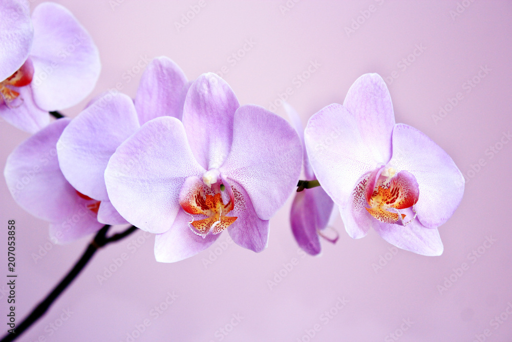 Pink orchid. Branch of blooming decorative flower Pink orchid. Branch of blooming decorative flower
