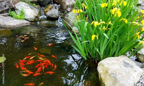 Foto Small Koi Fish, Swimming in a Circle in a Natural Pond with Flowering Irises and