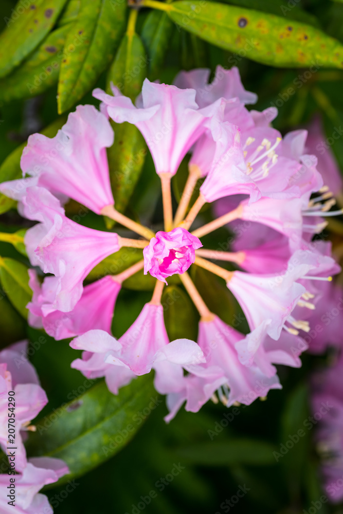 シャクナゲの花 Stock Photo Adobe Stock