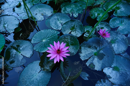Fotografie, Obraz Top view of beautiful pink lotus flower with green leaves in pond
