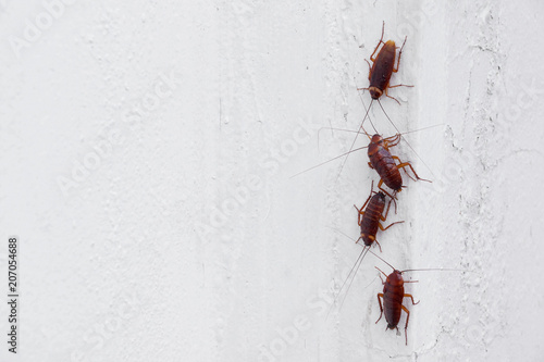 Cockroaches on the white wall of the house