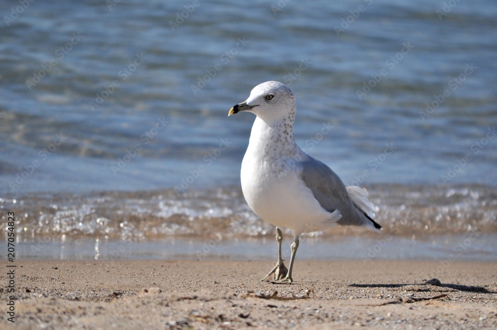 Seagull on the beach Seagull on the beach